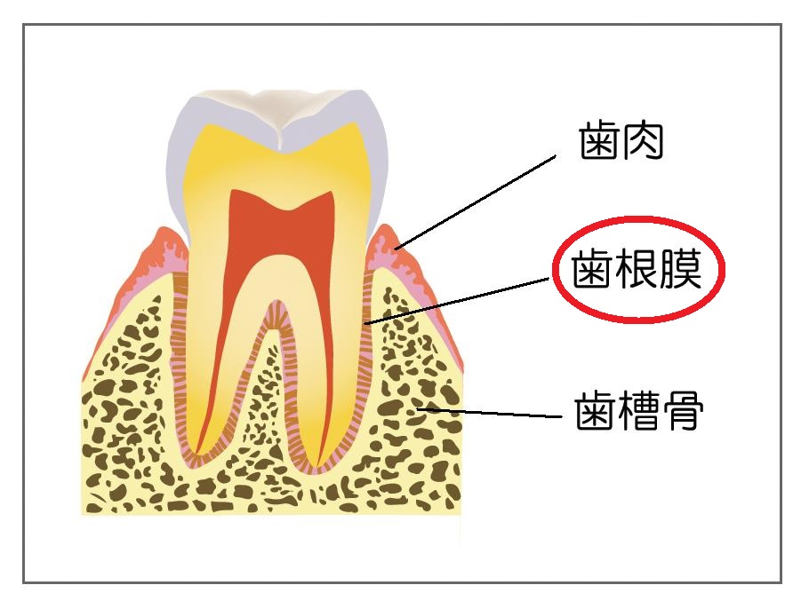 歯の割れの原因